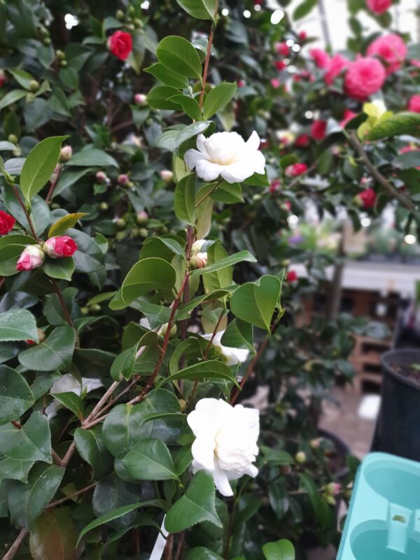 Kamélia / Camellia japonica