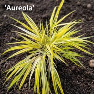 Szálkafű / Hakonechloa macra