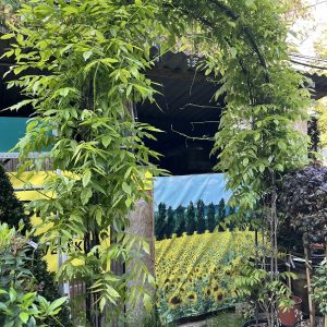 Lila akác növénykapu / Wisteria