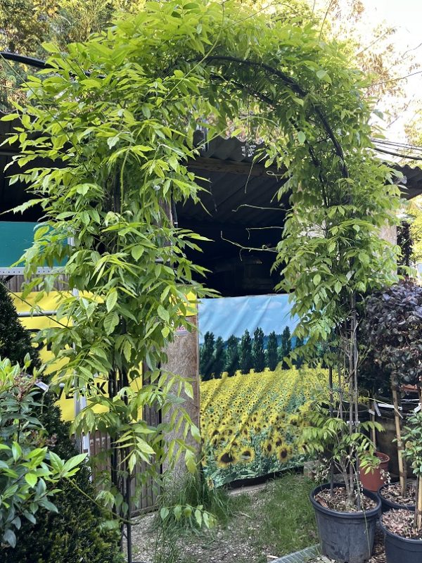 Lila akác növénykapu / Wisteria