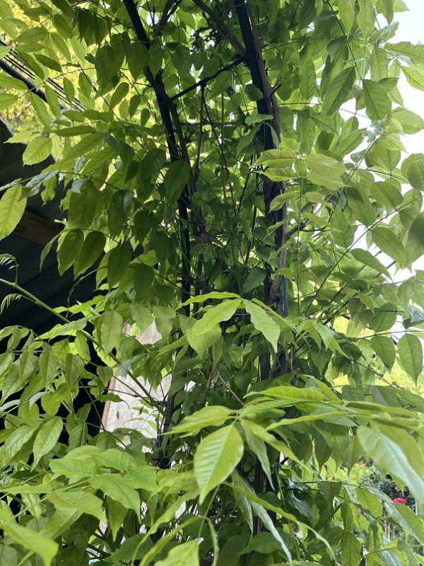 Lila akác növénykapu / Wisteria