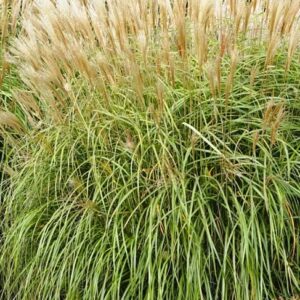 Virágosnád / Miscanthus sinensis fajták