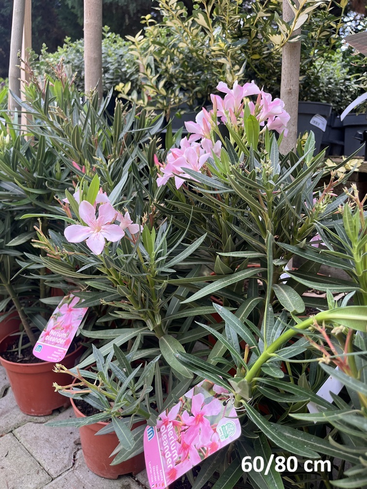Nerium_Leander_2_5_liter Leander (bokor) / Nerium oleander