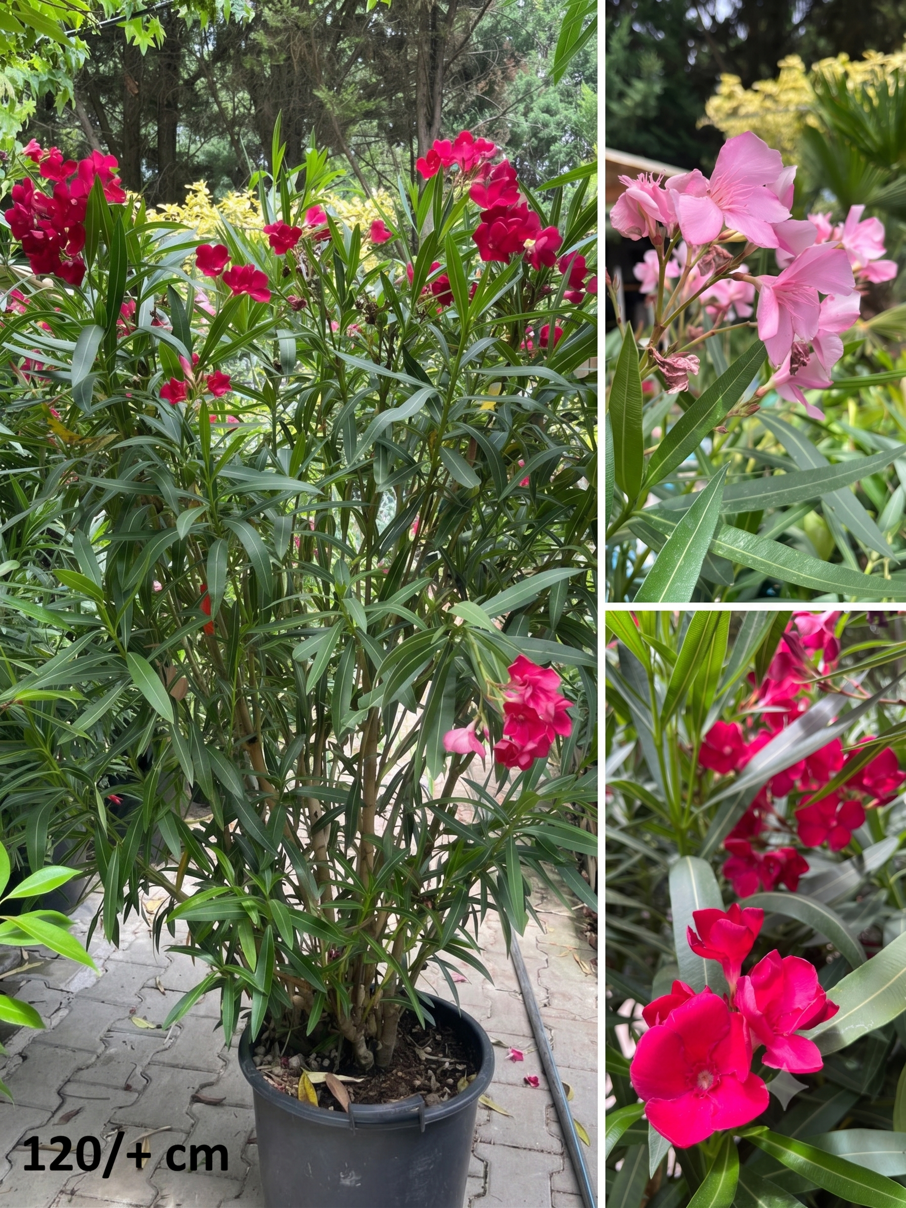 Nerium_leander_120cm Leander (bokor) / Nerium oleander