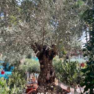 Olajfa őstörzses, koros / Olea europaea
