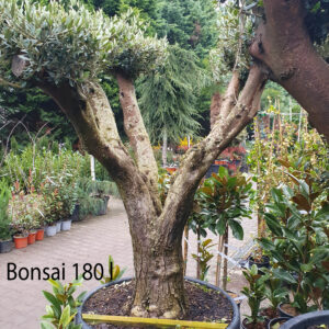 Olajfa bonsai / Olea europaea