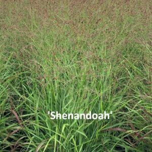 Vesszős köles / Panicum virgatum fajták