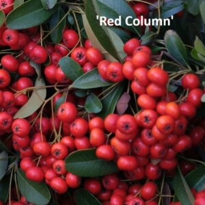 Tűztövis / Pyracantha fajták