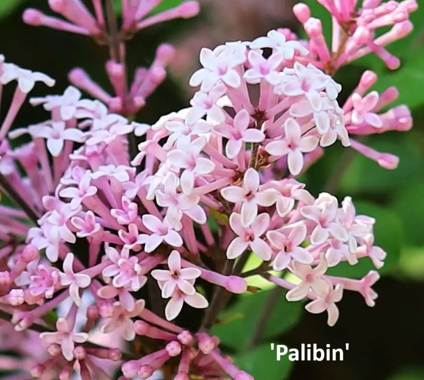 Syringa_meyeri_Palibin Törpe orgona / Syringa meyeri