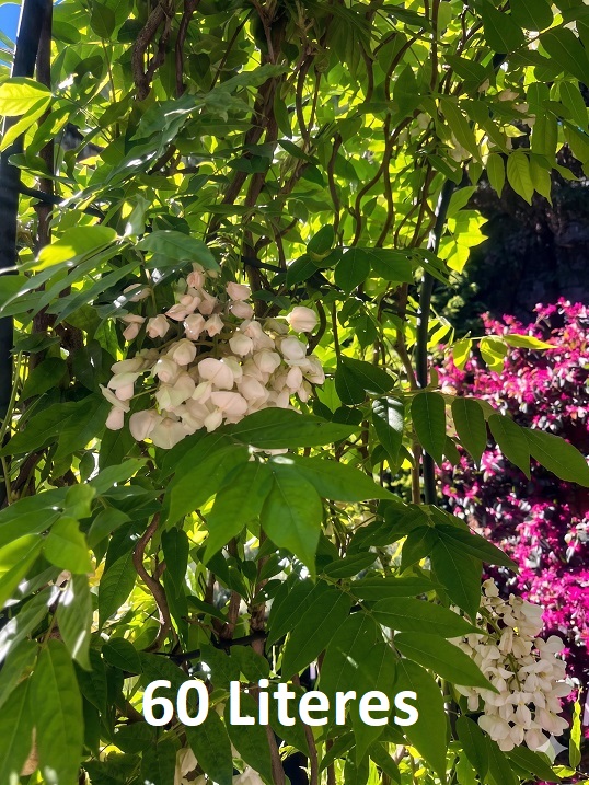 Wisteria_brachybotrys_Schiro_Kapitan_Fuji Lila akác növénykapu / Wisteria