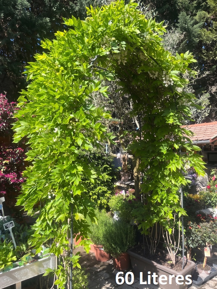 Wisteria_brachybotrys_Schiro_Kapitan_Fuji_2 Lila akác növénykapu / Wisteria