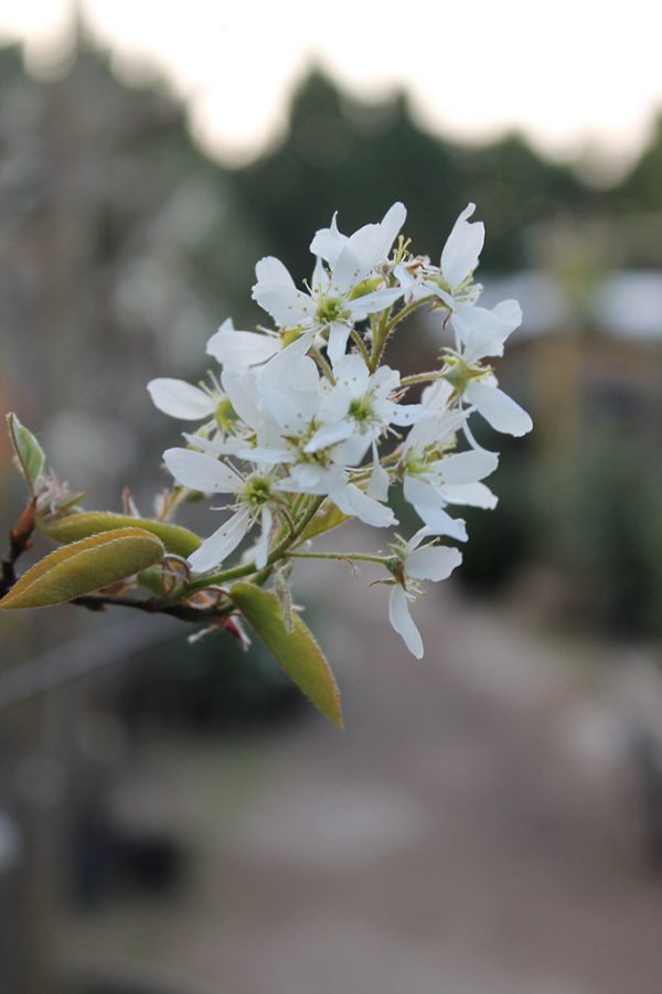 Rézvörös fanyarka Amelanchier lamarckii virág