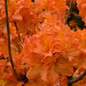 Azálea törzsre nevelt fa / Azalea japonica fajták