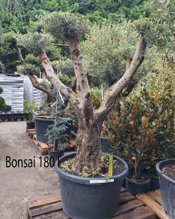 Koros olajfa bonsai 180 literes cserépben