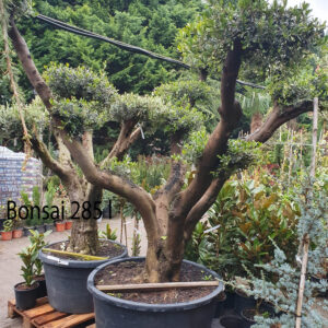 Olajfa bonsai / Olea europaea
