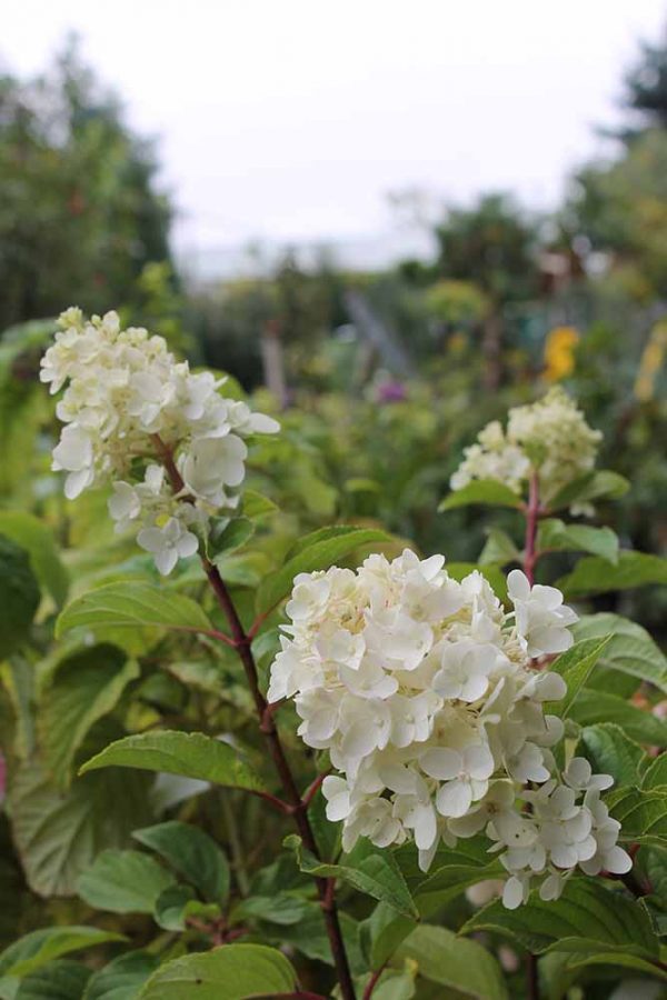 Bugás hortenzia zöld-fehér virágú Hydrangea paniculata Silver dollar