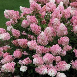 Bugás hortenzia rózsaszín Hydrangea paniculata Vanilla Fraise