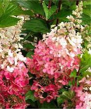 Bugás hortenzia rózsaszín-fehér virágú Hortensi paniculata pinky winky