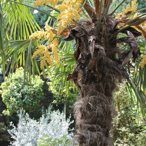 Kínai kenderpálma / Chamaerops excelsa
