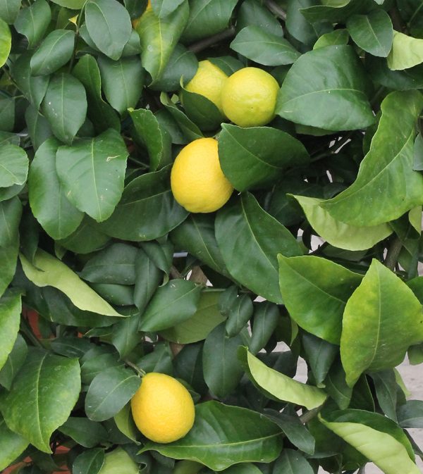 Citrom Citrus limon