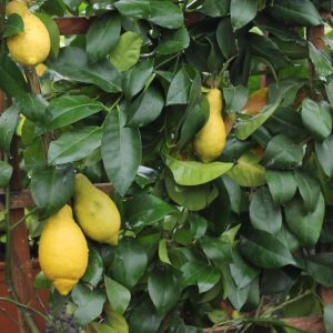 Citrom citrus limon