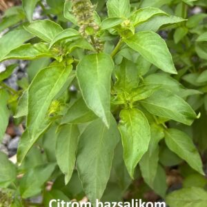 Bazsalikom fajták / Ocimum sp.