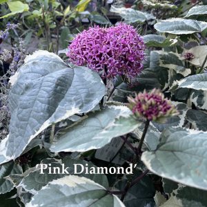 Vörösödő végzetfa - Clerodendrum bungei 'Pink Diamond'