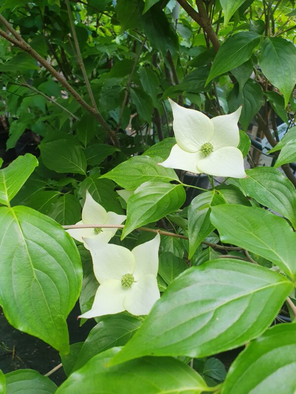 Csillagsom / Cornus kousa Milky Way