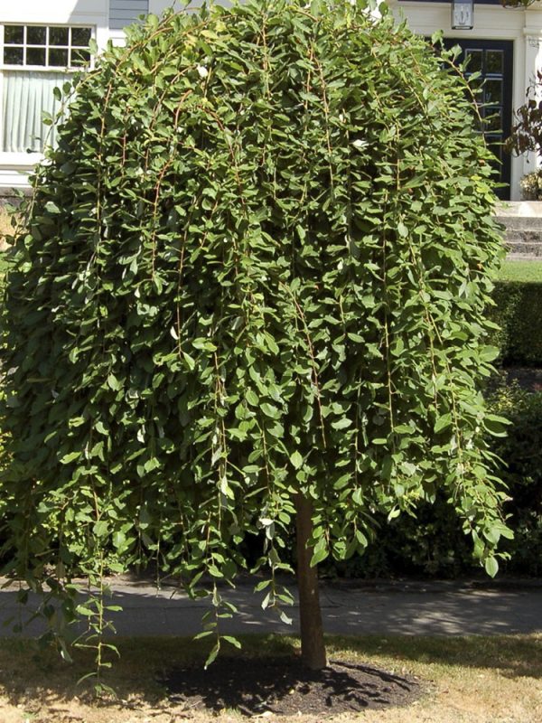 Csüngő barkafűz (kecskefűz) Salix caprea Pendula