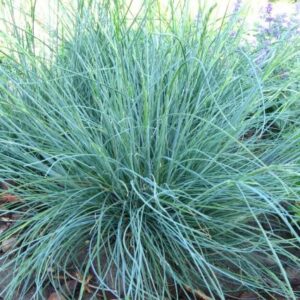 Deres csenkesz / Festuca glauca