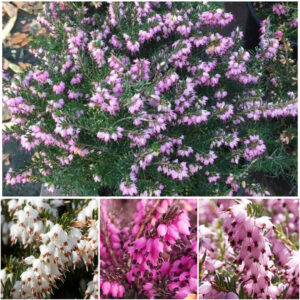 Erika / Erica carnea