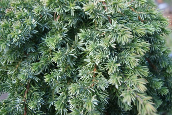 Sláger boróka Juniperus conferta Schlager