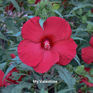 Hibiscus My Valentine