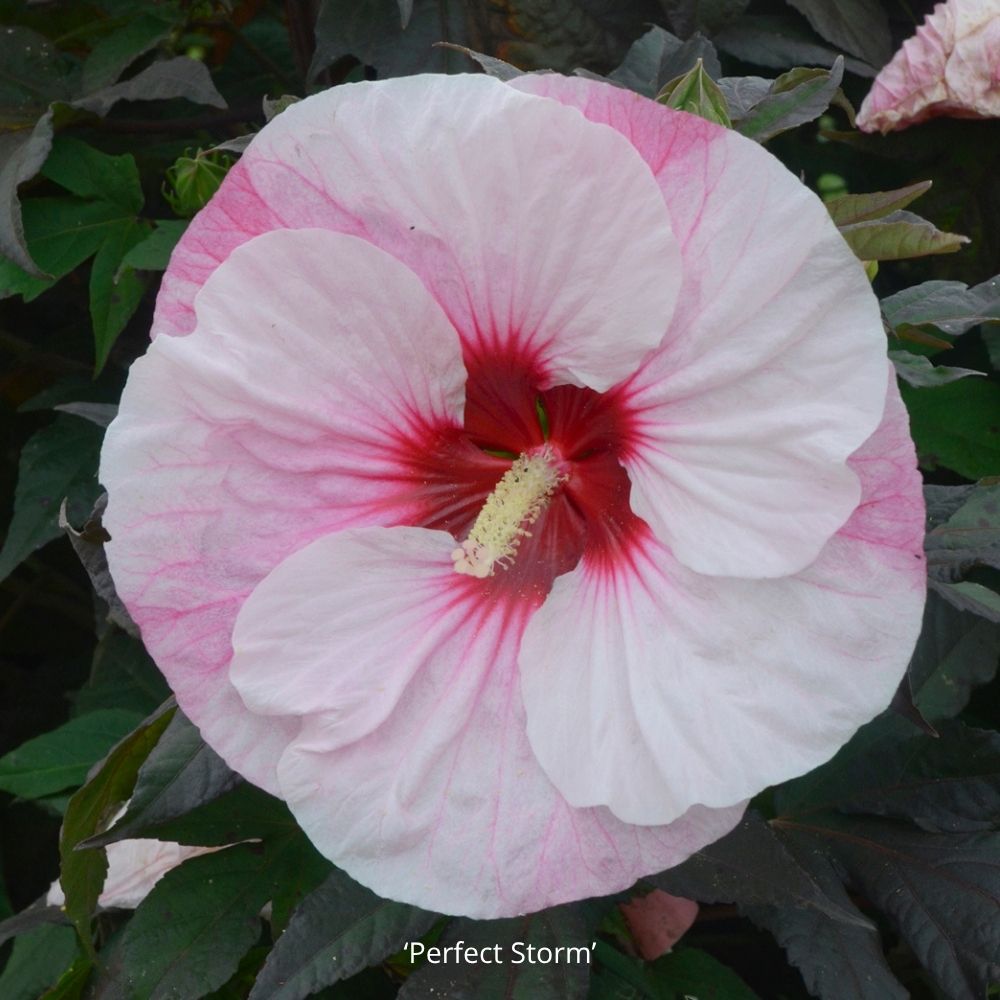 hibiscus_perfect_storm Hibiscus moscheutos 'Perfect Storm' - mocsári hibiszkusz