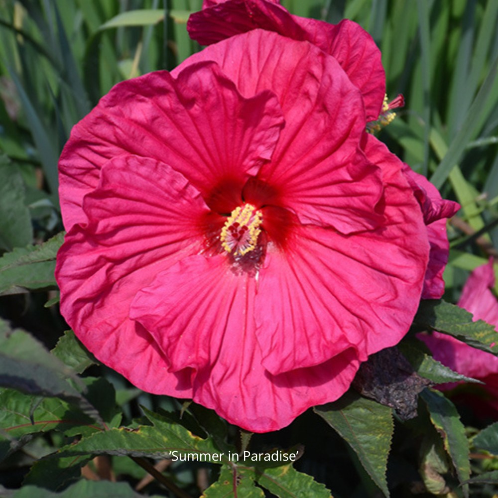 hibiscus_summer_in_paradise Hibiscus moscheatus Summer in Paradise - mocsári hibiszkusz