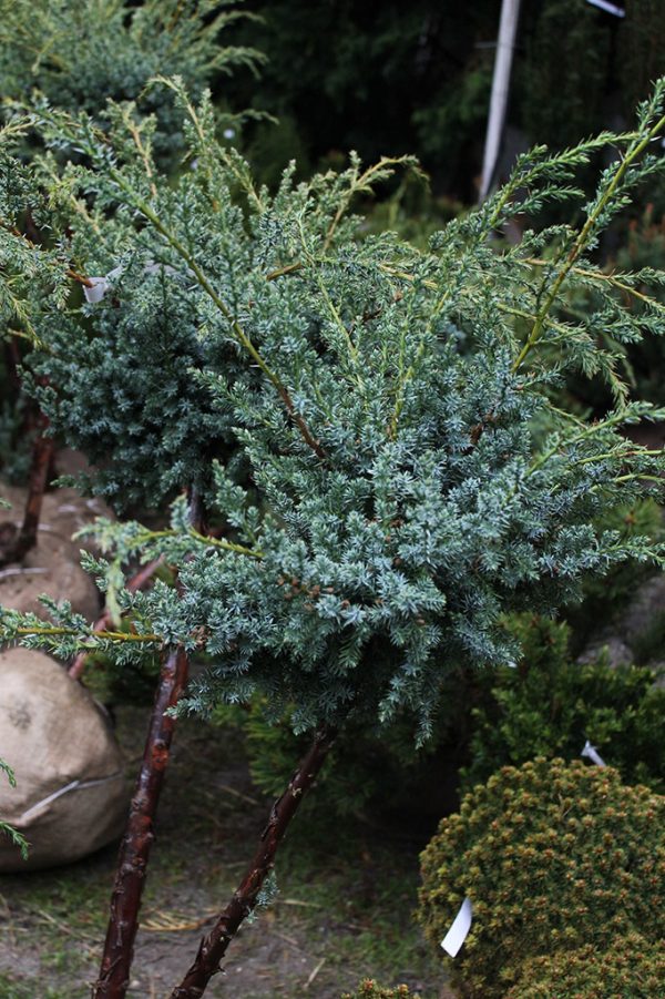 Kék boróka formára nyírt Juniperus chinensis Blue Alps