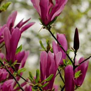 liliomfa Magnolia Susan fajta