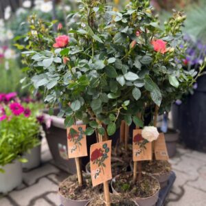 Rózsa / Törzses minirózsa fajták