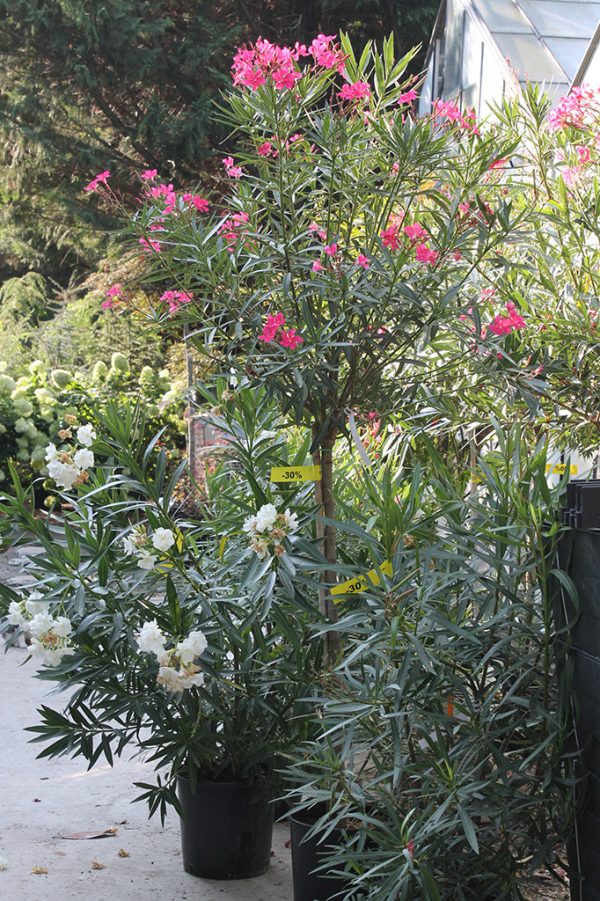 Leander Nerium oleander