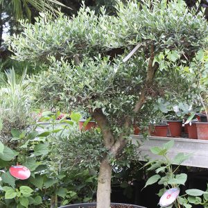 Olajfa bonsai Olea europaea