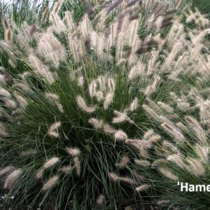Tollborzfű / Pennisetum alopecuroides