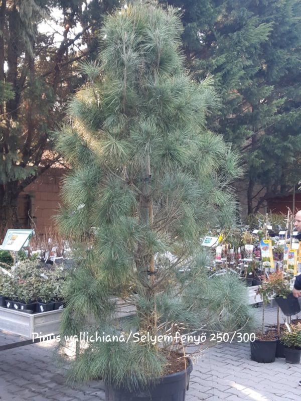 Selyemfenyő Pinus wallichiana