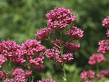 piros-sarkantyuvirag-centranthus-ruber-coccineus