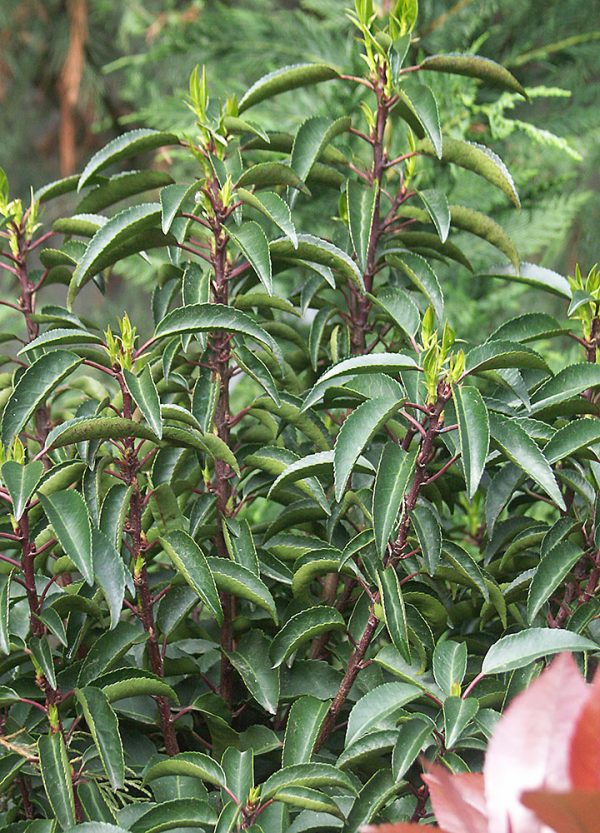 Portugál babérmeggy Prunus lusitanica
