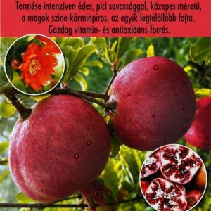Gránátalma / Punica granatum