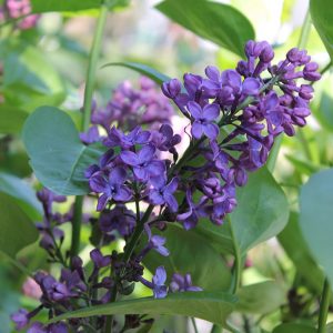 Syringa vulgaris Andenken an Ludwig Späth oltott, sötét lila fajta