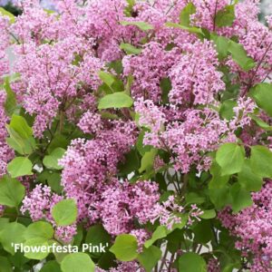 Törpe orgona / Syringa meyeri
