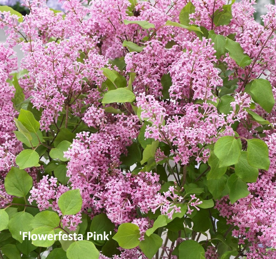 syringa_meyeri_flowerfesta_pink Törpe orgona / Syringa meyeri