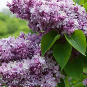 Orgona / Syringa vulgaris fajták