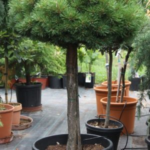 Törpe erdeifenyő / Pinus sylvestris Saxatilis